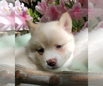 Puppy 2 Pomsky-Unknown Mix