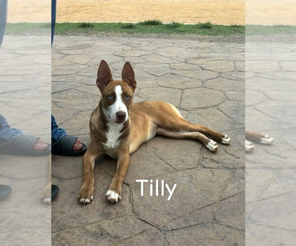 Medium Photo #2 Mutt Puppy For Sale in Orange Grove, TX, USA