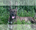 Small #4 Mutt