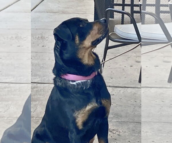 Medium Photo #4 Rottweiler-Unknown Mix Puppy For Sale in Cary, NC, USA