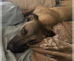 Small Black Mouth Cur-German Shepherd Dog Mix
