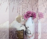 Small Photo #107 Aussie-Poo-Goldendoodle Mix Puppy For Sale in COMMERCE, MI, USA