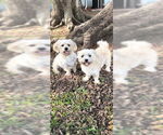 Small #15 Shih Tzu