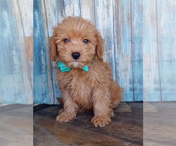 Medium Photo #6 Goldendoodle (Miniature) Puppy For Sale in NILES, MI, USA