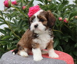 Small Photo #10 Cava-Tzu Puppy For Sale in THORP, WI, USA