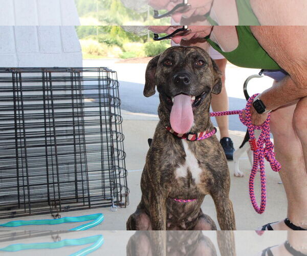 Medium Photo #18 Labrador Retriever-Unknown Mix Puppy For Sale in Holly Springs, NC, USA