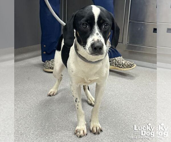 Medium Photo #1 Beagle-Unknown Mix Puppy For Sale in Washington, DC, USA