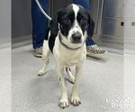 Small Beagle Mix