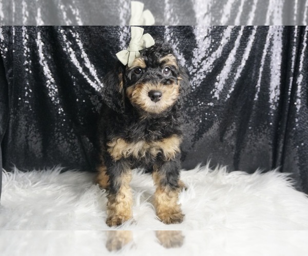 Medium Photo #69 Goldendoodle (Miniature) Puppy For Sale in WARSAW, IN, USA