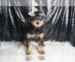 Small #2 Goldendoodle (Miniature)