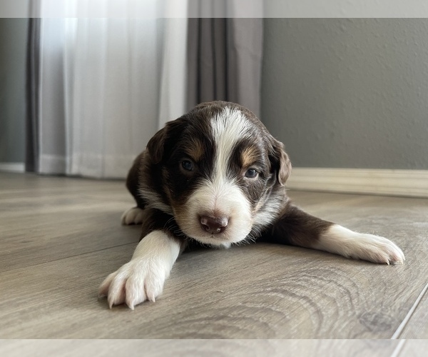 Medium Photo #8 Australian Shepherd Puppy For Sale in EXETER, MO, USA
