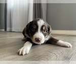 Small Photo #8 Australian Shepherd Puppy For Sale in EXETER, MO, USA