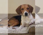 Small Beagle