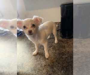Chihuahua Puppy for sale in PARAGOULD, AR, USA