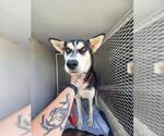 *MCCARTNEY - Male Siberian Husky-Unknown Mix Dog for Adoption - Small photo