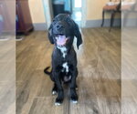 Small #1 Labrador Retriever Mix