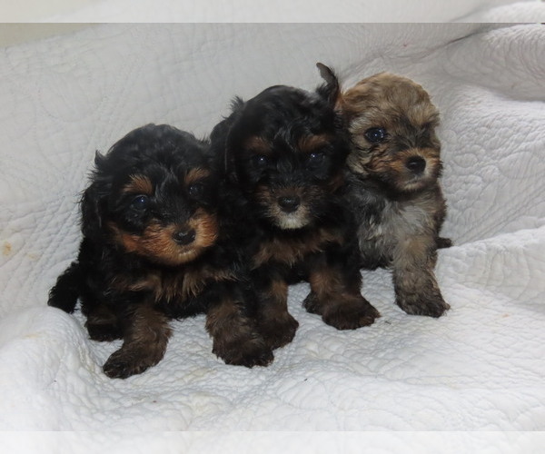 Medium Photo #5 Poodle (Toy)-Yorkshire Terrier Mix Puppy For Sale in MOCKSVILLE, NC, USA
