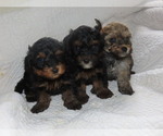 Small Photo #5 Poodle (Toy)-Yorkshire Terrier Mix Puppy For Sale in MOCKSVILLE, NC, USA