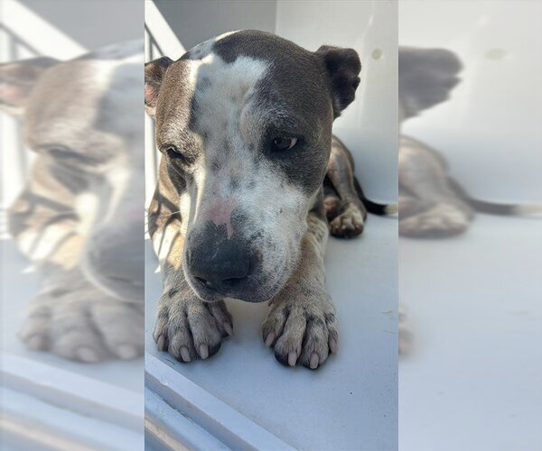 Medium Photo #1 Basset Hound-Unknown Mix Puppy For Sale in Houston, TX, USA