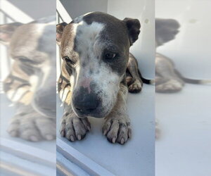 Basset Hound-Unknown Mix Dogs for adoption in Houston, TX, USA