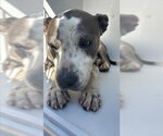 Small Basset Hound Mix