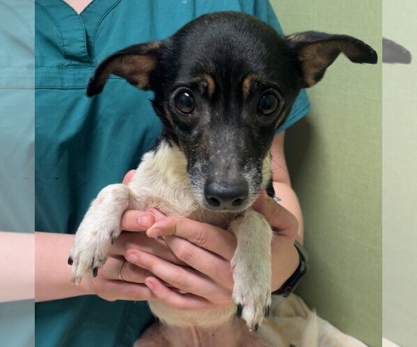 Medium Photo #1 Chihuahua Puppy For Sale in Chico, CA, USA