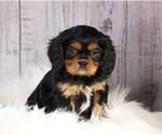 Small Photo #1 Cavalier King Charles Spaniel Puppy For Sale in FREDERICKSBG, OH, USA