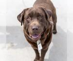 Small #6 Labrador Retriever