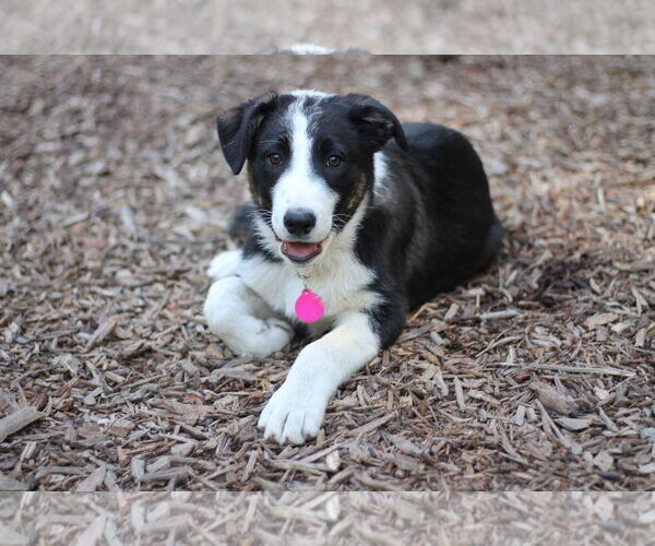 Medium Photo #1 Border Collie-Unknown Mix Puppy For Sale in Paso Robles, CA, USA