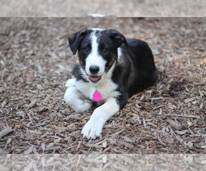 Border Collie-Unknown Mix Dogs for adoption in Paso Robles, CA, USA