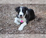 Small Border Collie Mix