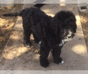 Father of the Portuguese Water Dog puppies born on 07/06/2021