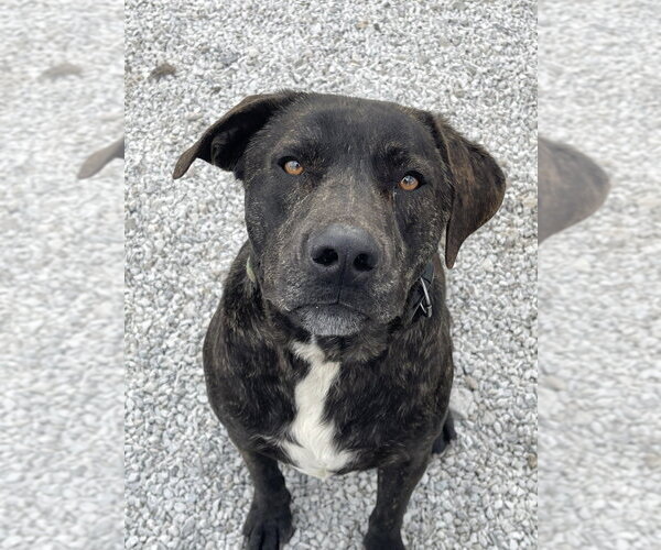 Medium Photo #5 Labrador Retriever-Unknown Mix Puppy For Sale in Bolivar, MO, USA