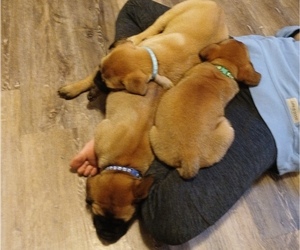 Bullmastiff Litter for sale in CAMDEN, TN, USA