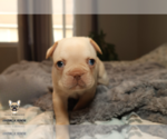 Small #3 French Bulldog
