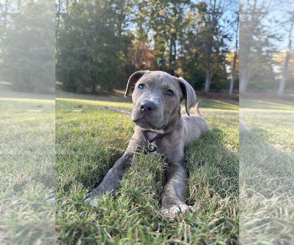 Medium Photo #4 Mutt Puppy For Sale in Greenville, SC, USA