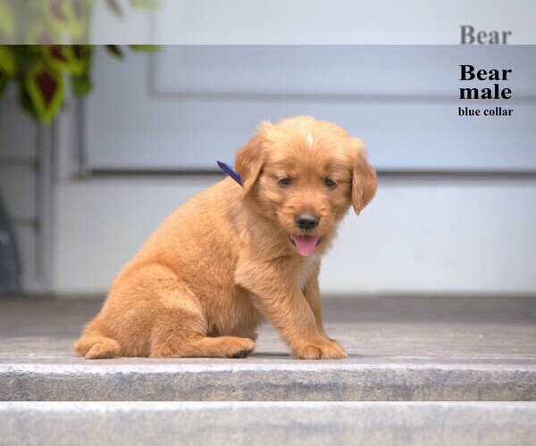 Medium Photo #11 Golden Retriever Puppy For Sale in CLARE, MI, USA