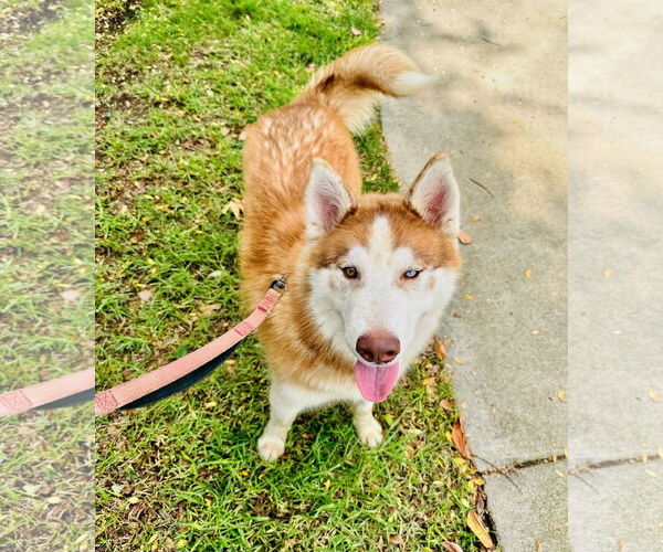 Medium Photo #5 Siberian Husky-Unknown Mix Puppy For Sale in Newport Beach, CA, USA