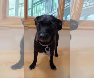 Bert - Male Chihuahua-Unknown Mix Dog for Adoption - Photo #2