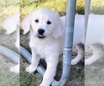 Small Photo #2 Golden Retriever Puppy For Sale in FORT STEILACOOM, WA, USA