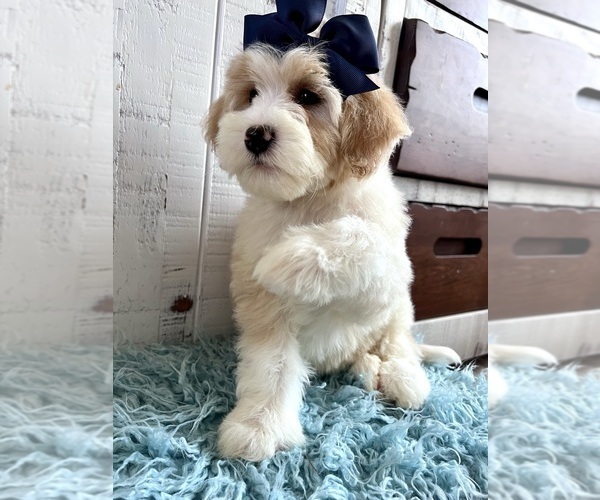 Medium Photo #3 Bernedoodle (Miniature) Puppy For Sale in LEWISVILLE, NC, USA