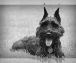 Small Photo #1 Schnauzer (Miniature) Puppy For Sale in ARCANUM, OH, USA