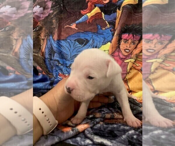 Medium Photo #2 Dogo Argentino Puppy For Sale in ZACHARY, LA, USA