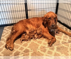 Golden Retriever Puppy for sale in SEGUIN, TX, USA