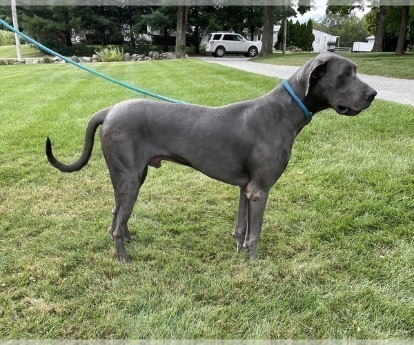 Medium Photo #1 Great Dane Puppy For Sale in MIDDLEBURY, IN, USA