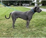 Small Photo #1 Great Dane Puppy For Sale in MIDDLEBURY, IN, USA