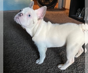 French Bulldog Puppy for sale in ANTIOCH, CA, USA