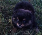 Small #3 Pomeranian