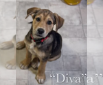 Small #12 Labrador Retriever Mix