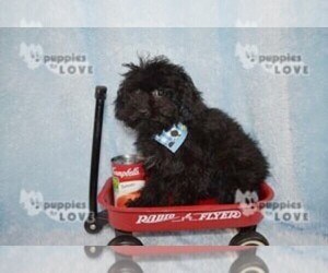 Poodle (Toy) Puppy for sale in SANGER, TX, USA